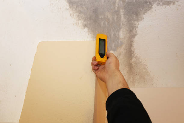 Best Basement Mold Removal  in Highland, UT