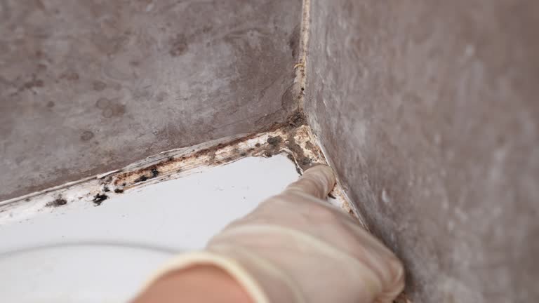 Best Mold Damage Restoration  in Highland, UT